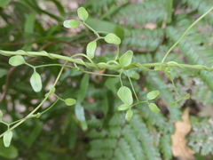 Lygodium articulatum