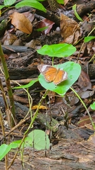 Cethosia penthesilea