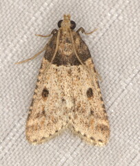 Loryma basalis