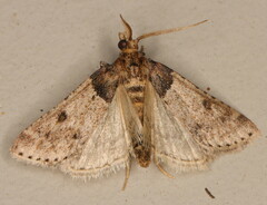 Loryma basalis