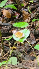 Cethosia penthesilea