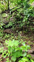 Cethosia penthesilea