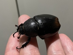 Xylotrupes australicus