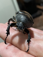 Xylotrupes australicus