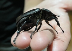 Xylotrupes australicus