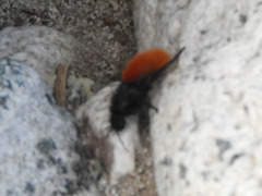 Dasymutilla magnifica