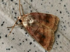 Xestia dilatata