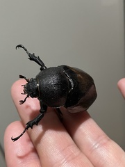 Xylotrupes australicus