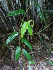 Rubus swinhoei