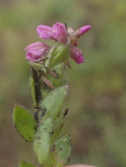 Polygala rhinostigma