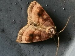 Xestia dilatata