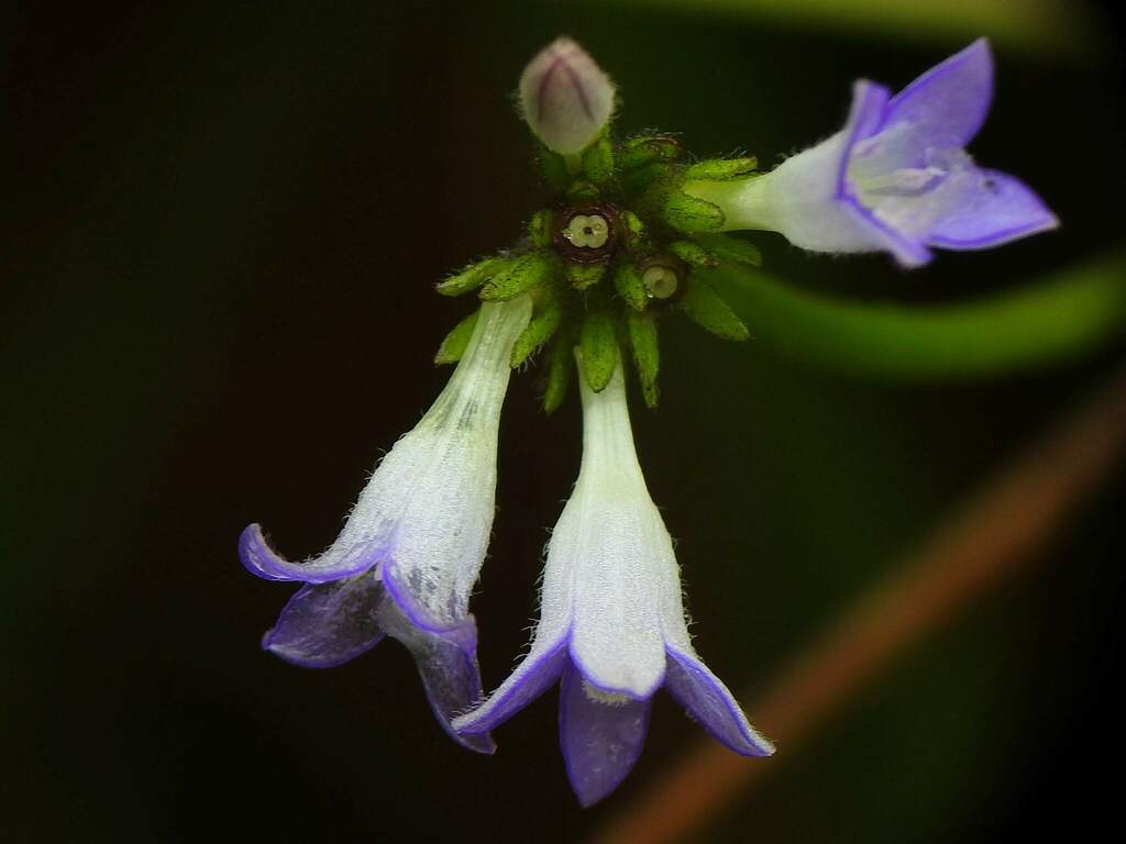 Coccocypselum guianense