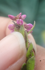Polygala rhinostigma