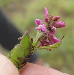 Polygala rhinostigma