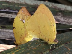 Afrodryas leda