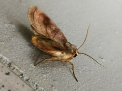 Xestia dilatata
