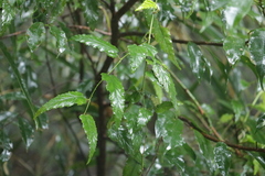 Rubus swinhoei