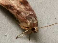 Xestia dilatata