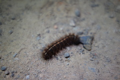 Creatonotos transiens