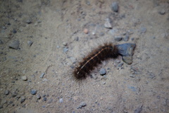 Creatonotos transiens