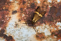 Nemophora degeerella