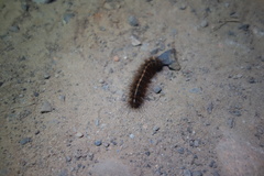 Creatonotos transiens