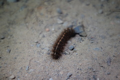 Creatonotos transiens