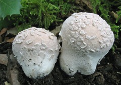 Lycoperdon mammiforme