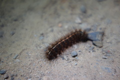 Creatonotos transiens