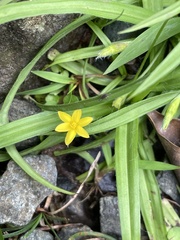 Hypoxis decumbens