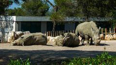 Ceratotherium simum