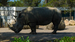 Ceratotherium simum