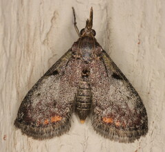 Rhynchopaschia melanolopha