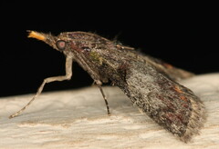 Rhynchopaschia melanolopha