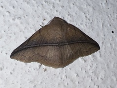 Metaprosphera sublimpida