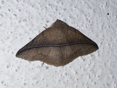 Metaprosphera sublimpida