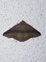 Metaprosphera sublimpida