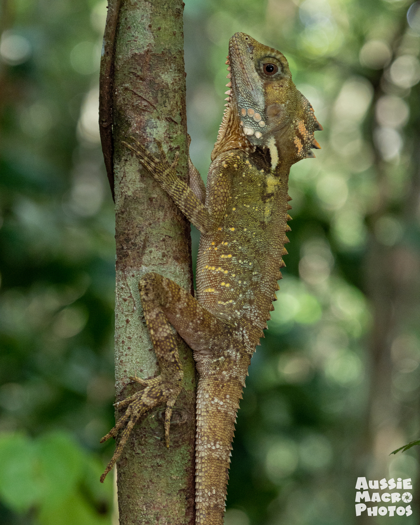 Boyd's Forest Dragon