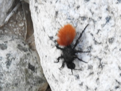 Dasymutilla magnifica