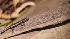 Cryptoblepharus pannosus