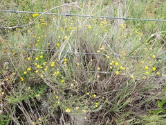 Oncosiphon pilulifer