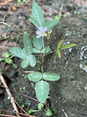 Oxalis barrelieri