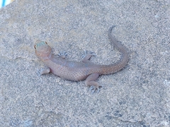 Pachydactylus mclachlani