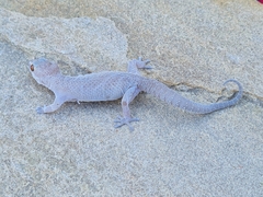 Pachydactylus mclachlani