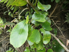 Griselinia lucida