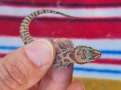 Pachydactylus mclachlani