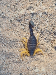 Parabuthus villosus