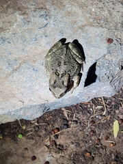 Sclerophrys poweri