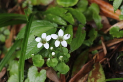 Parnassia delavayi