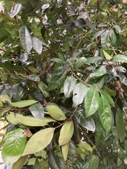 Planchonella obovata